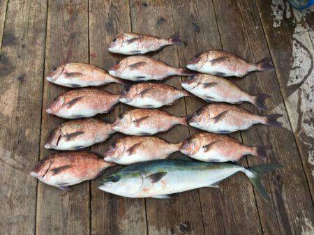 由良海上釣り堀 海人 釣果