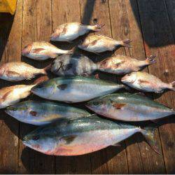 由良海上釣り堀 海人 釣果