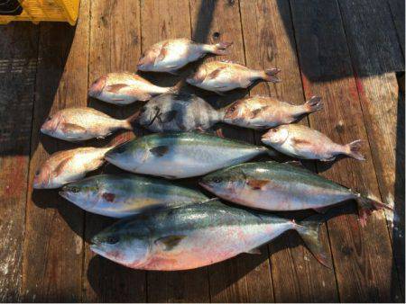 由良海上釣り堀 海人 釣果