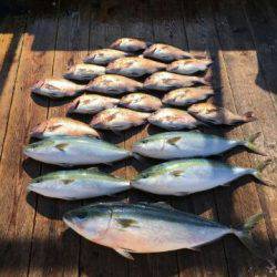 由良海上釣り堀 海人 釣果