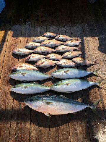 由良海上釣り堀 海人 釣果