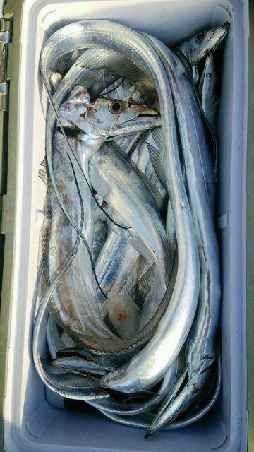 釣り船くわだ 釣果