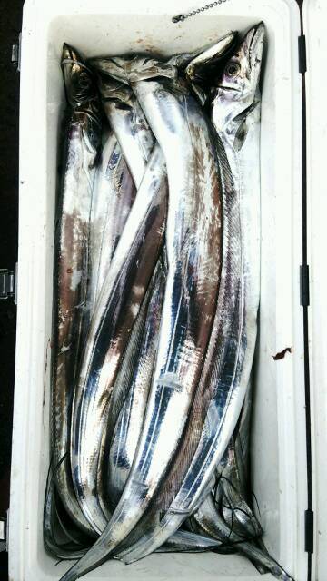 釣り船くわだ 釣果