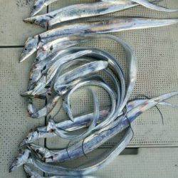 釣り船くわだ 釣果