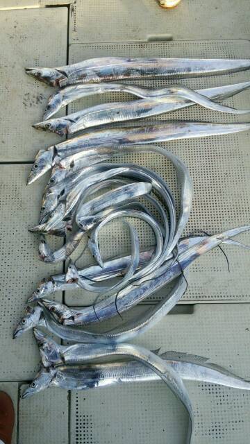 釣り船くわだ 釣果