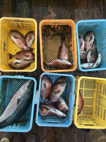 由良海上釣り堀 海人 釣果