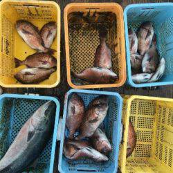 由良海上釣り堀 海人 釣果