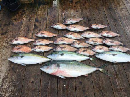 由良海上釣り堀 海人 釣果