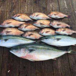 由良海上釣り堀 海人 釣果