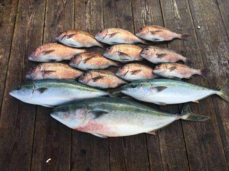 由良海上釣り堀 海人 釣果