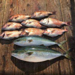 由良海上釣り堀 海人 釣果