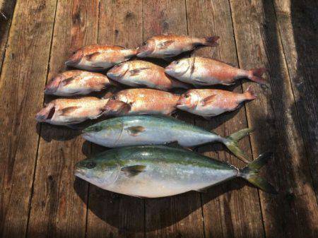 由良海上釣り堀 海人 釣果