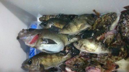 釣り船武蔵 釣果