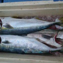 釣り船武蔵 釣果