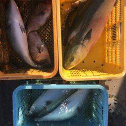 由良海上釣り堀 海人 釣果
