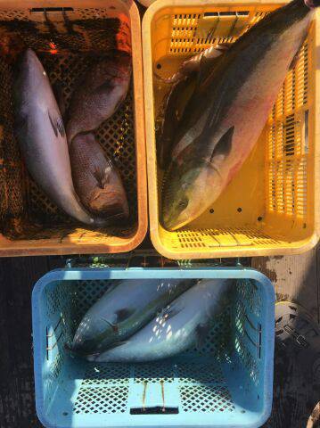 由良海上釣り堀 海人 釣果