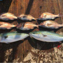 由良海上釣り堀 海人 釣果