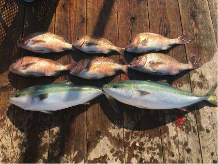 由良海上釣り堀 海人 釣果
