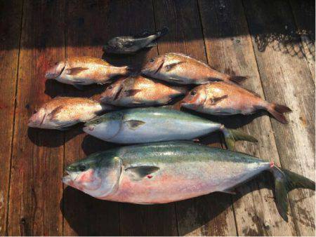 由良海上釣り堀 海人 釣果