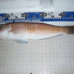 フィッシングボート空風(そらかぜ) 釣果