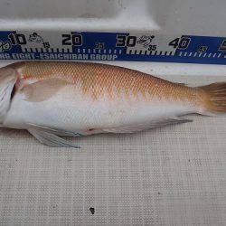 フィッシングボート空風(そらかぜ) 釣果