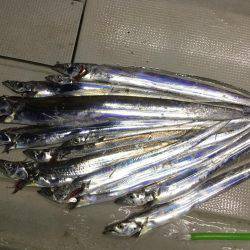 Fisherman Dreams DI 釣果