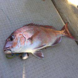 Fisherman Dreams DI 釣果