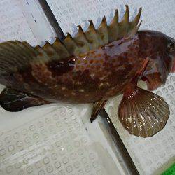 Fisherman Dreams DI 釣果