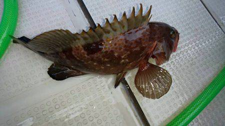 Fisherman Dreams DI 釣果