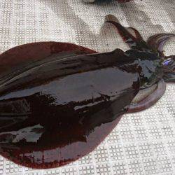 Fisherman Dreams DI 釣果