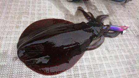 Fisherman Dreams DI 釣果