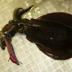 Fisherman Dreams DI 釣果