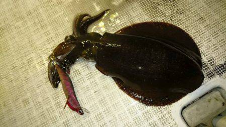 Fisherman Dreams DI 釣果