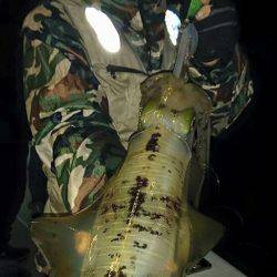 Fisherman Dreams DI 釣果