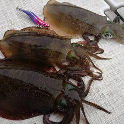 Fisherman Dreams DI 釣果