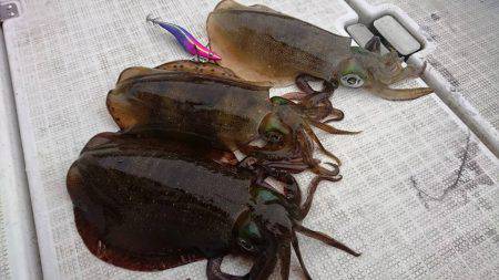 Fisherman Dreams DI 釣果