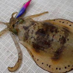 Fisherman Dreams DI 釣果