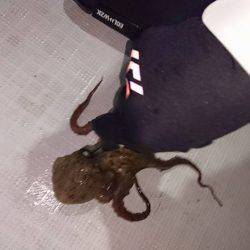 Fisherman Dreams DI 釣果