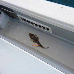 Fisherman Dreams DI 釣果