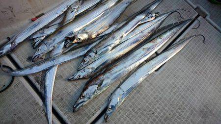 Fisherman Dreams DI 釣果