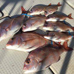 Fisherman Dreams DI 釣果