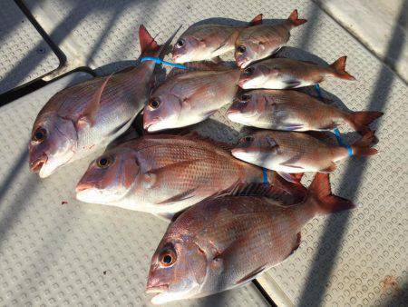 Fisherman Dreams DI 釣果