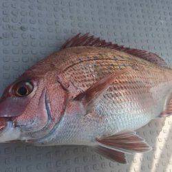 Fisherman Dreams DI 釣果