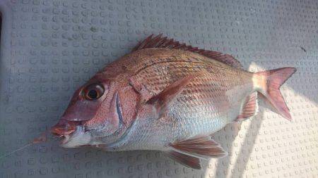 Fisherman Dreams DI 釣果