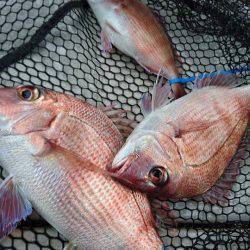 Fisherman Dreams DI 釣果