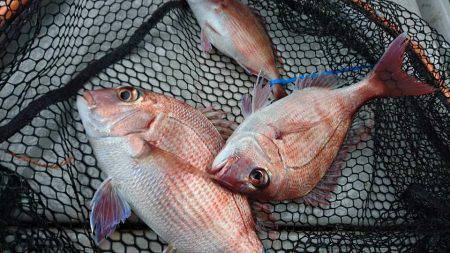 Fisherman Dreams DI 釣…