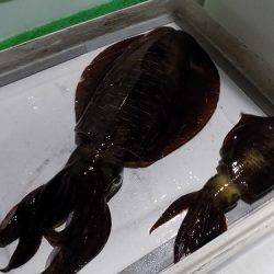 フィッシングボート空風（そらかぜ） 釣果