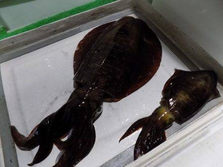 フィッシングボート空風（そらかぜ） 釣果