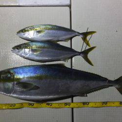 Hit Rush(ヒット ラッシュ） 釣果