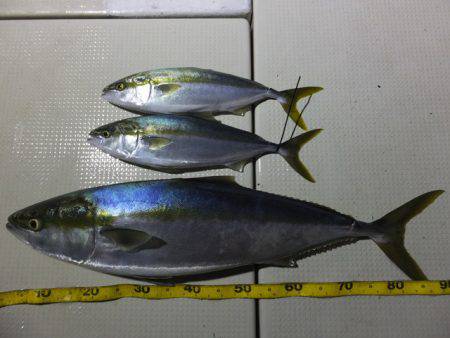 Hit Rush(ヒット ラッシュ） 釣果…